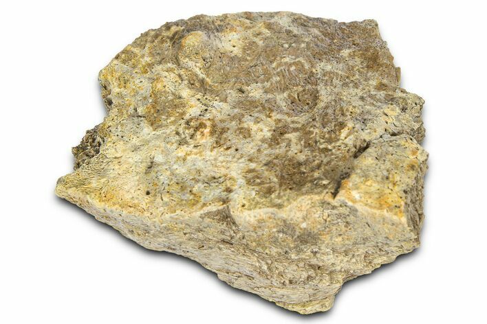 Fossil Tyrannosaur (T rex) Bone Section - Wyoming #382664
